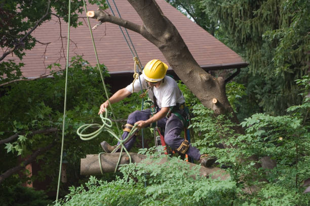 Leaf Removal in Indian Hills, NV