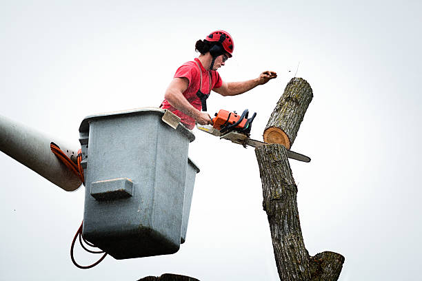 Reliable Indian Hills, NV Tree Services Solutions