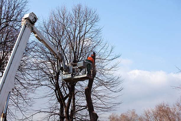 Best Stump Grinding and Removal  in Indian Hills, NV